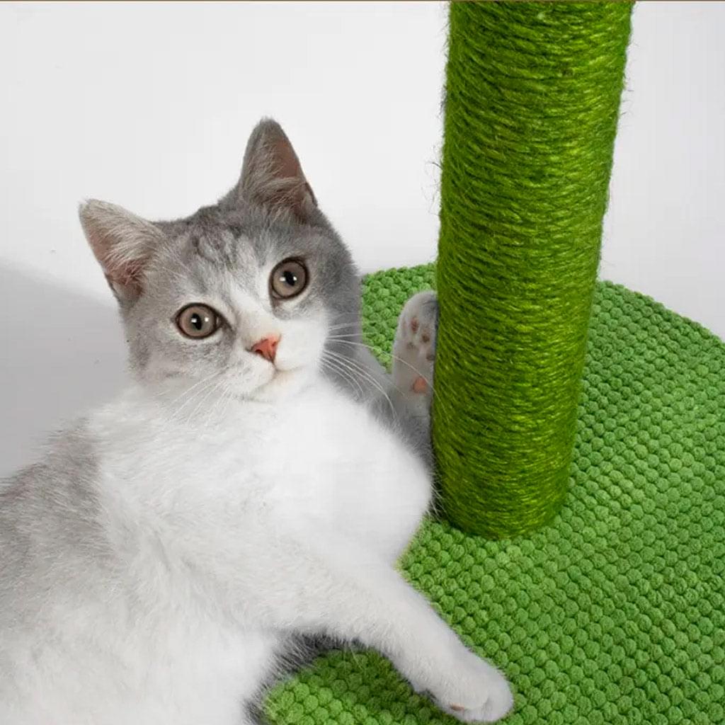 Chat'ctus™ - Le grattoir exotique 🌵